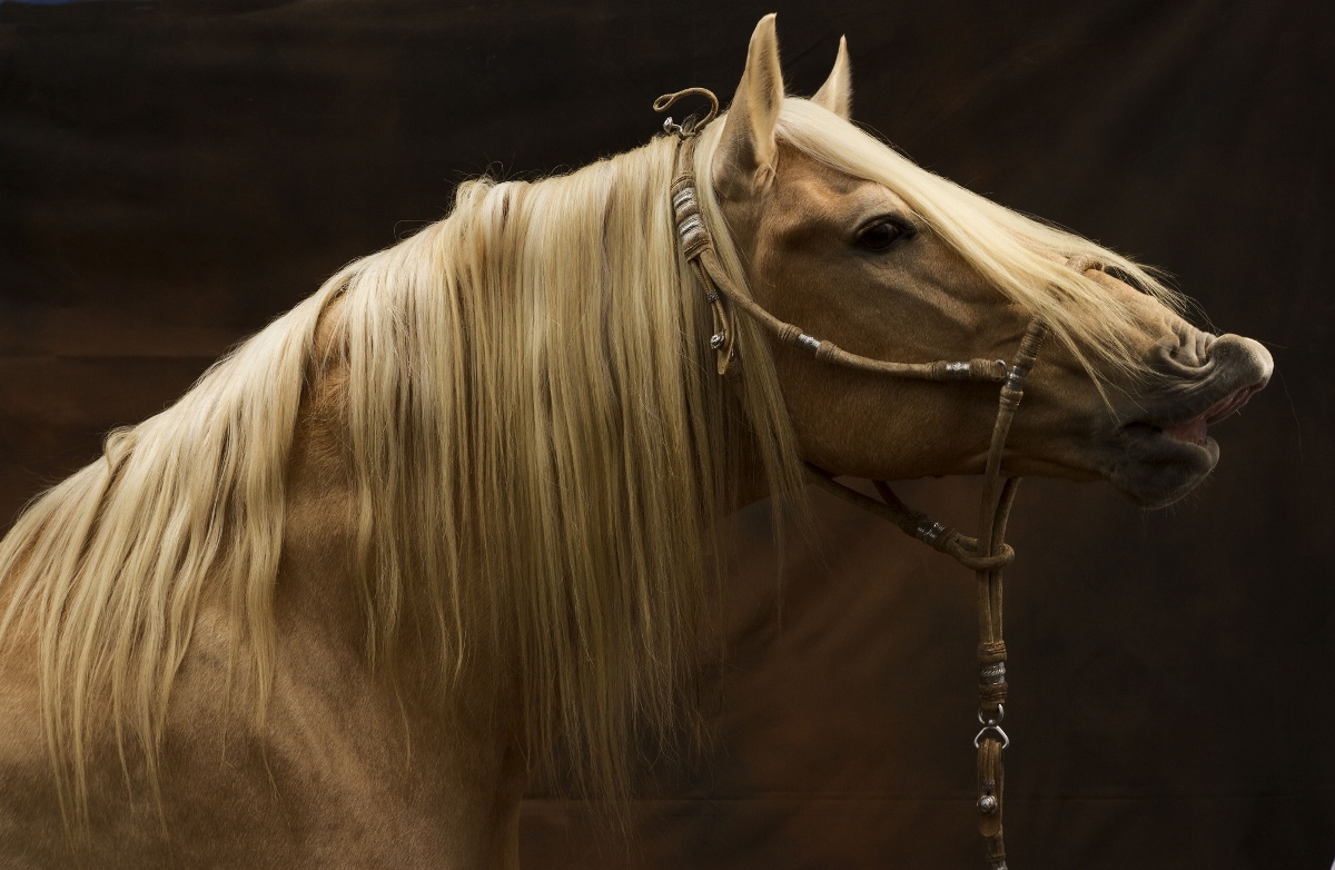 Entre huellas y arenas El Caballo Peruano de Paso